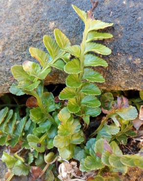 Fotografia 9 da espécie Asplenium sulcatum no Jardim Botânico UTAD