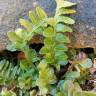 Fotografia 9 da espécie Asplenium sulcatum do Jardim Botânico UTAD