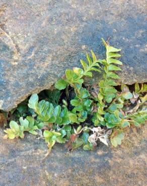 Fotografia 10 da espécie Asplenium sulcatum no Jardim Botânico UTAD