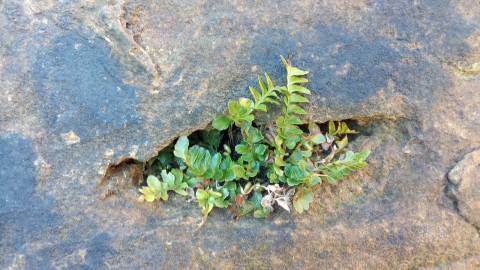 Fotografia da espécie Asplenium sulcatum