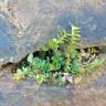 Fotografia 10 da espécie Asplenium sulcatum do Jardim Botânico UTAD