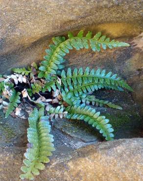 Fotografia 11 da espécie Asplenium sulcatum no Jardim Botânico UTAD