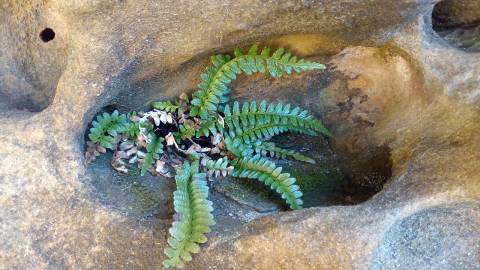 Fotografia da espécie Asplenium sulcatum