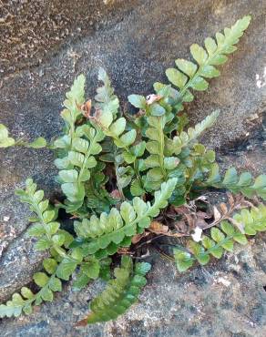 Fotografia 12 da espécie Asplenium sulcatum no Jardim Botânico UTAD