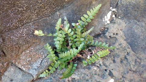 Fotografia da espécie Asplenium sulcatum