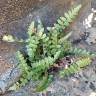 Fotografia 12 da espécie Asplenium sulcatum do Jardim Botânico UTAD