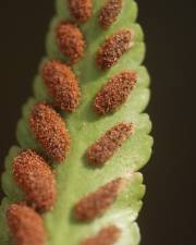 Fotografia da espécie Asplenium sulcatum