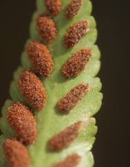 Asplenium sulcatum