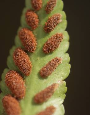 Fotografia 1 da espécie Asplenium sulcatum no Jardim Botânico UTAD