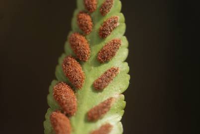 Fotografia da espécie Asplenium sulcatum