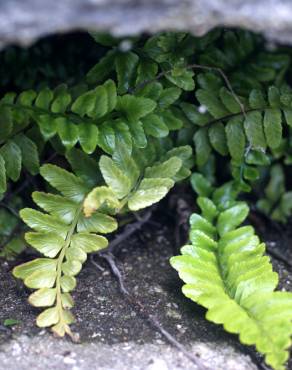 Fotografia 13 da espécie Asplenium sulcatum no Jardim Botânico UTAD