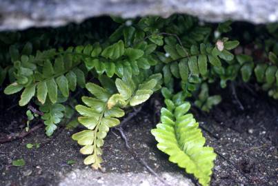 Fotografia da espécie Asplenium sulcatum