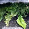 Fotografia 13 da espécie Asplenium sulcatum do Jardim Botânico UTAD