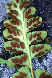 Fotografia da espécie Asplenium sulcatum