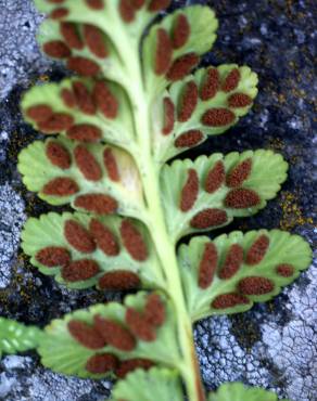 Fotografia 14 da espécie Asplenium sulcatum no Jardim Botânico UTAD