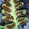 Fotografia 14 da espécie Asplenium sulcatum do Jardim Botânico UTAD