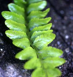 Fotografia da espécie Asplenium sulcatum