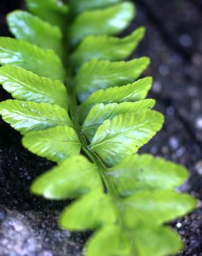 Fotografia 15 da espécie Asplenium sulcatum no Jardim Botânico UTAD