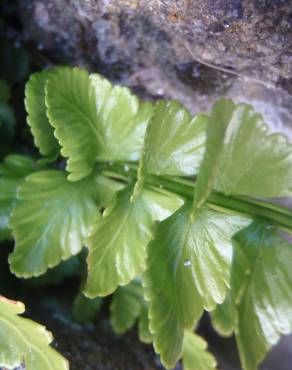 Fotografia 16 da espécie Asplenium sulcatum no Jardim Botânico UTAD