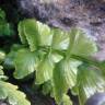 Fotografia 16 da espécie Asplenium sulcatum do Jardim Botânico UTAD