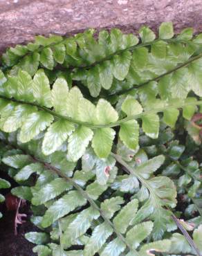 Fotografia 17 da espécie Asplenium sulcatum no Jardim Botânico UTAD