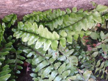 Fotografia da espécie Asplenium sulcatum