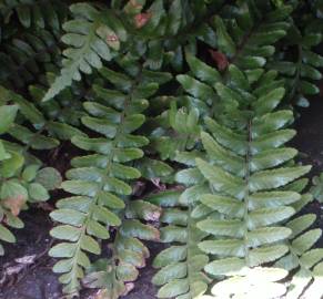 Fotografia da espécie Asplenium sulcatum