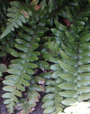 Fotografia 18 da espécie Asplenium sulcatum no Jardim Botânico UTAD