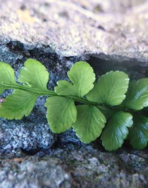 Fotografia 19 da espécie Asplenium sulcatum no Jardim Botânico UTAD