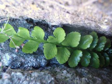 Fotografia da espécie Asplenium sulcatum