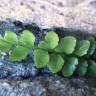 Fotografia 19 da espécie Asplenium sulcatum do Jardim Botânico UTAD