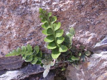 Fotografia da espécie Asplenium sulcatum