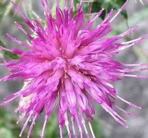 Fotografia da espécie Cirsium palustre