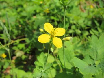 Fotografia da espécie Chelidonium majus