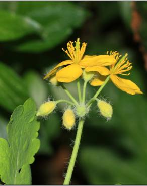 Fotografia 12 da espécie Chelidonium majus no Jardim Botânico UTAD