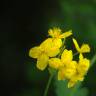 Fotografia 13 da espécie Chelidonium majus do Jardim Botânico UTAD