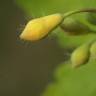 Fotografia 15 da espécie Chelidonium majus do Jardim Botânico UTAD