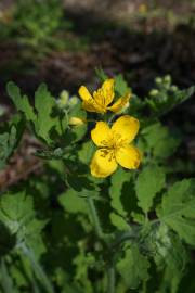 Fotografia da espécie Chelidonium majus