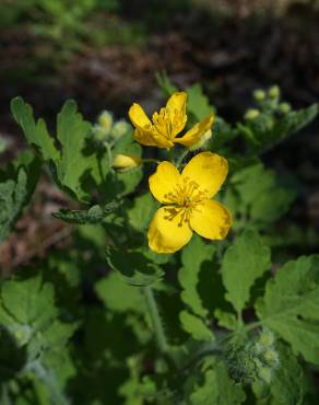 Fotografia 16 da espécie Chelidonium majus no Jardim Botânico UTAD