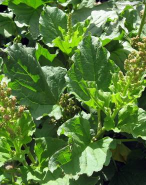 Fotografia 8 da espécie Chenopodium bonus-henricus no Jardim Botânico UTAD