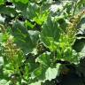 Fotografia 8 da espécie Chenopodium bonus-henricus do Jardim Botânico UTAD