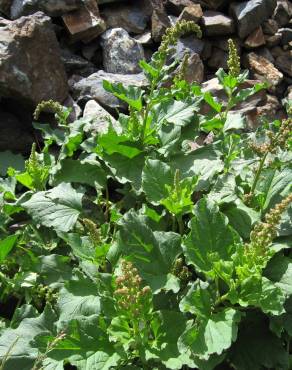 Fotografia 9 da espécie Chenopodium bonus-henricus no Jardim Botânico UTAD