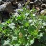 Fotografia 9 da espécie Chenopodium bonus-henricus do Jardim Botânico UTAD