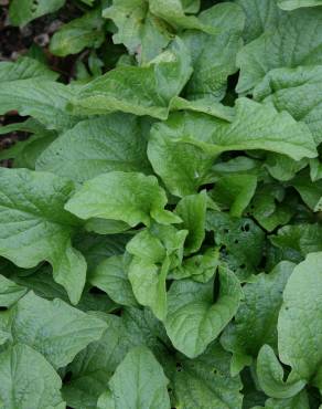 Fotografia 10 da espécie Chenopodium bonus-henricus no Jardim Botânico UTAD