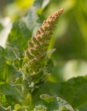 Fotografia 11 da espécie Chenopodium bonus-henricus no Jardim Botânico UTAD