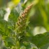 Fotografia 11 da espécie Chenopodium bonus-henricus do Jardim Botânico UTAD