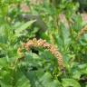 Fotografia 12 da espécie Chenopodium bonus-henricus do Jardim Botânico UTAD