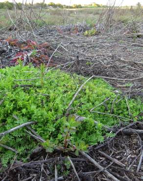 Fotografia 7 da espécie Lepidium didymum no Jardim Botânico UTAD