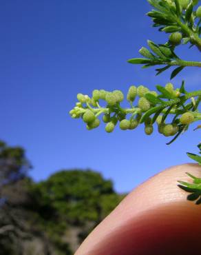 Fotografia 8 da espécie Lepidium didymum no Jardim Botânico UTAD