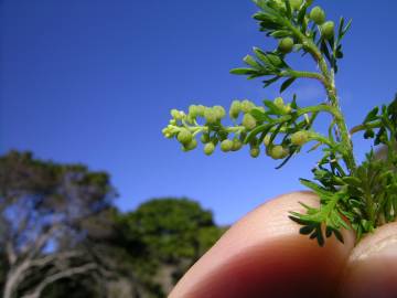 Fotografia da espécie Lepidium didymum